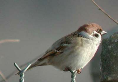 Moineau friquet