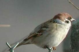 Eurasian Tree Sparrow