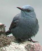 Blue Rock Thrush