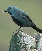 Blue Rock Thrush