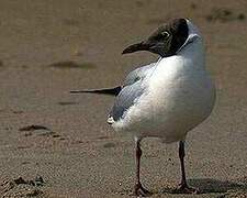 Mouette rieuse