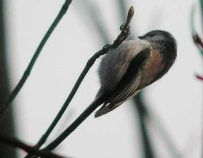 Long-tailed Tit