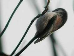 Long-tailed Tit