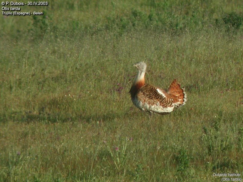 Great Bustard