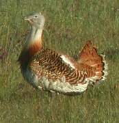 Great Bustard