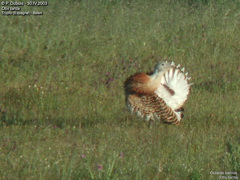 Great Bustard