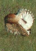 Great Bustard