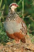 Red-legged Partridge