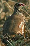 Red-legged Partridge