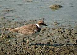 Little Ringed Plover