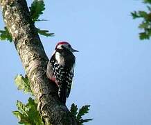 Middle Spotted Woodpecker