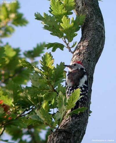 Middle Spotted Woodpecker