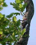 Middle Spotted Woodpecker