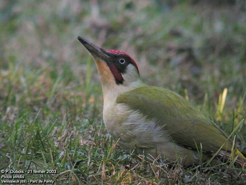 European Green Woodpecker