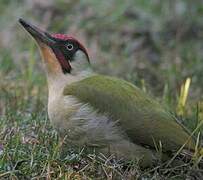 European Green Woodpecker