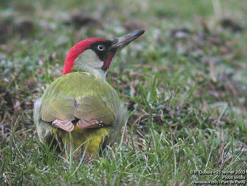 European Green Woodpecker