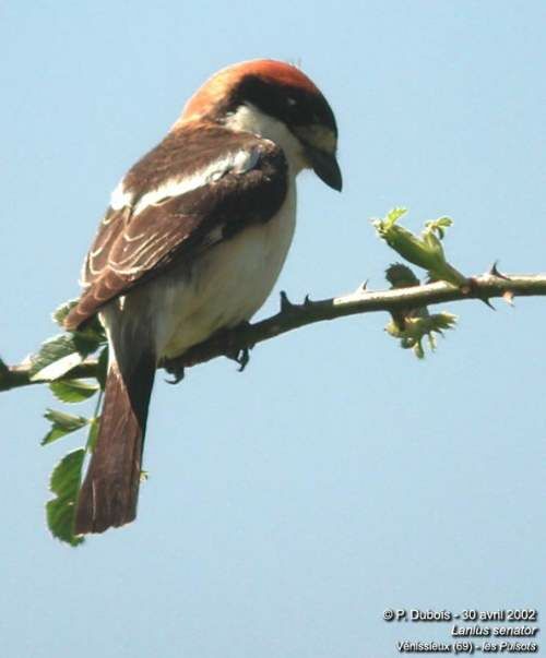 Woodchat Shrike