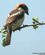 Woodchat Shrike