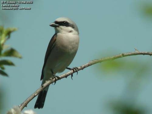 Red-backed Shrike