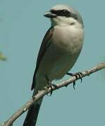 Red-backed Shrike