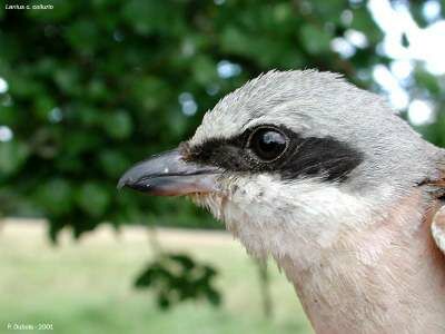 Red-backed Shrike