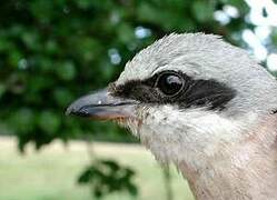 Red-backed Shrike