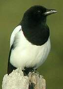 Eurasian Magpie