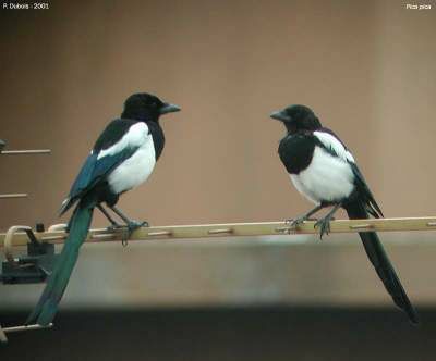 Eurasian Magpie