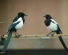 Eurasian Magpie