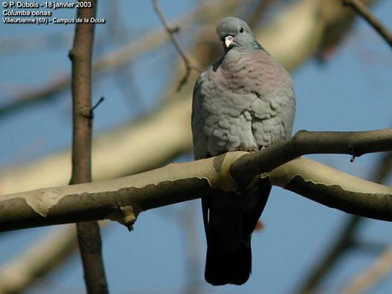 Stock Dove