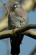 Stock Dove