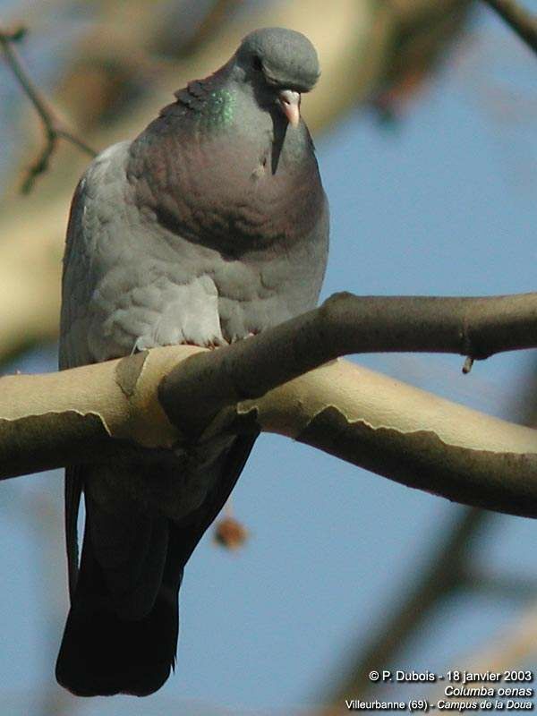 Pigeon colombin