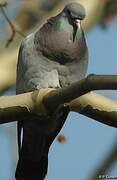 Stock Dove