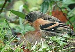 Brambling