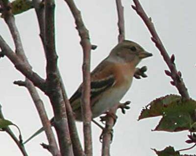 Brambling