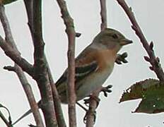 Brambling