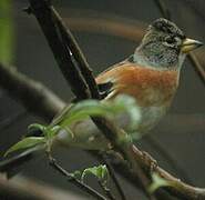 Brambling