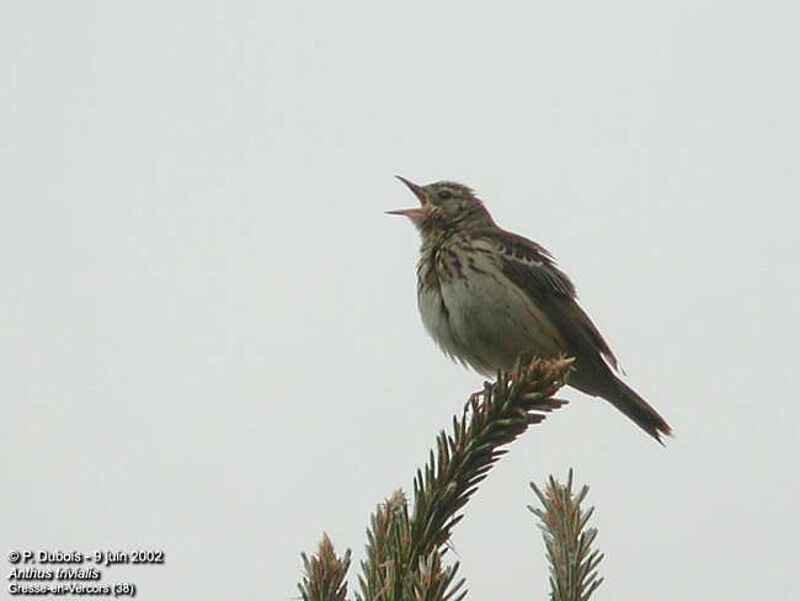 Pipit des arbres