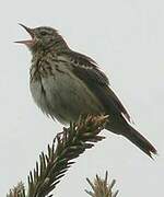 Pipit des arbres