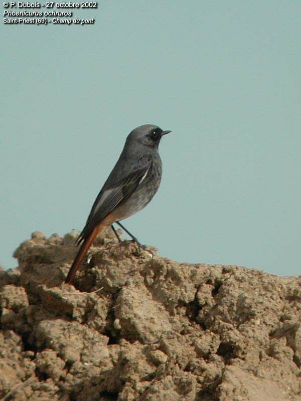 Black Redstart