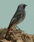 Black Redstart