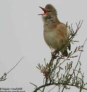 Great Reed Warbler