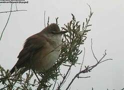 Great Reed Warbler