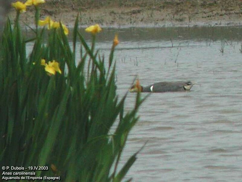 Green-winged Teal