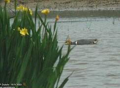 Green-winged Teal