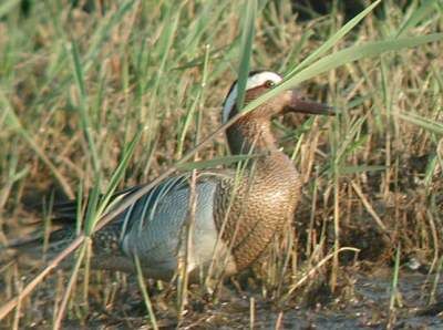 Garganey