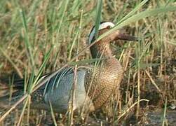 Garganey