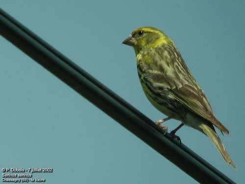 European Serin