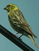 European Serin