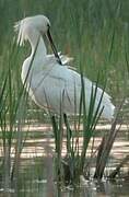 Eurasian Spoonbill